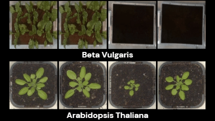 phenogan_slide.gif